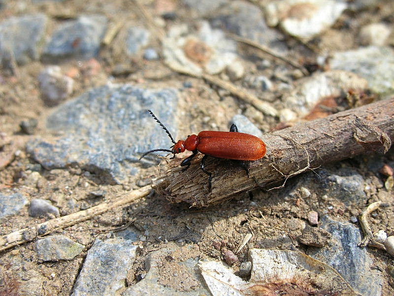 Pyrochroa serraticornis